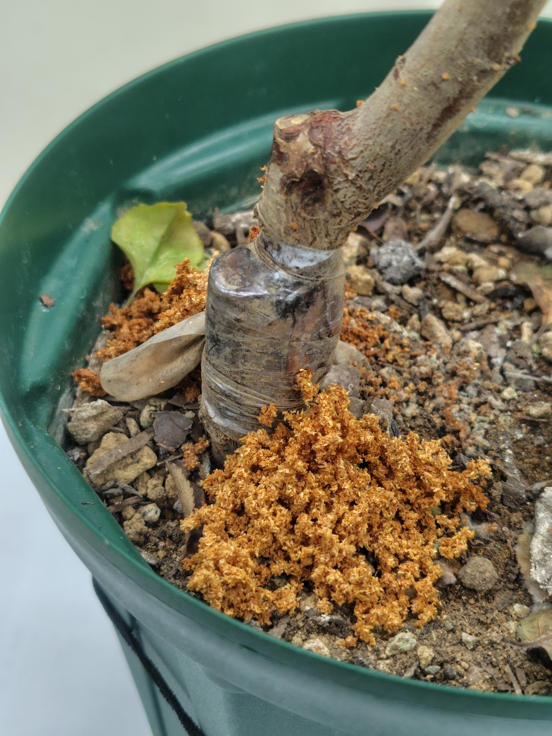 撮影例(鉢植えの根元に堆積したフラス)